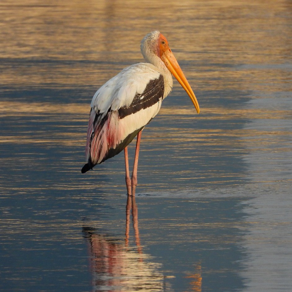 Painted Stork - ML644575882