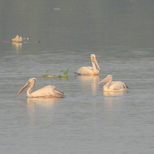 Pelícano Oriental - ML644575884