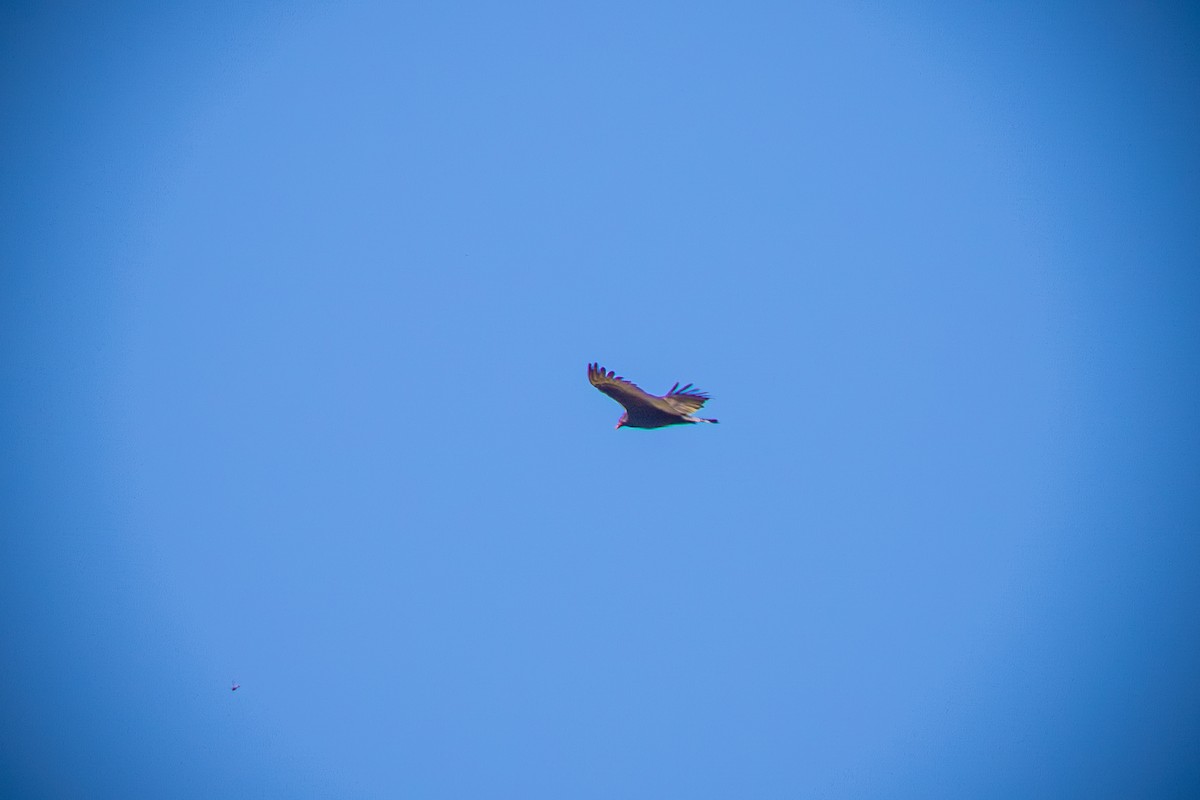 Urubu à tête rouge - ML644575888