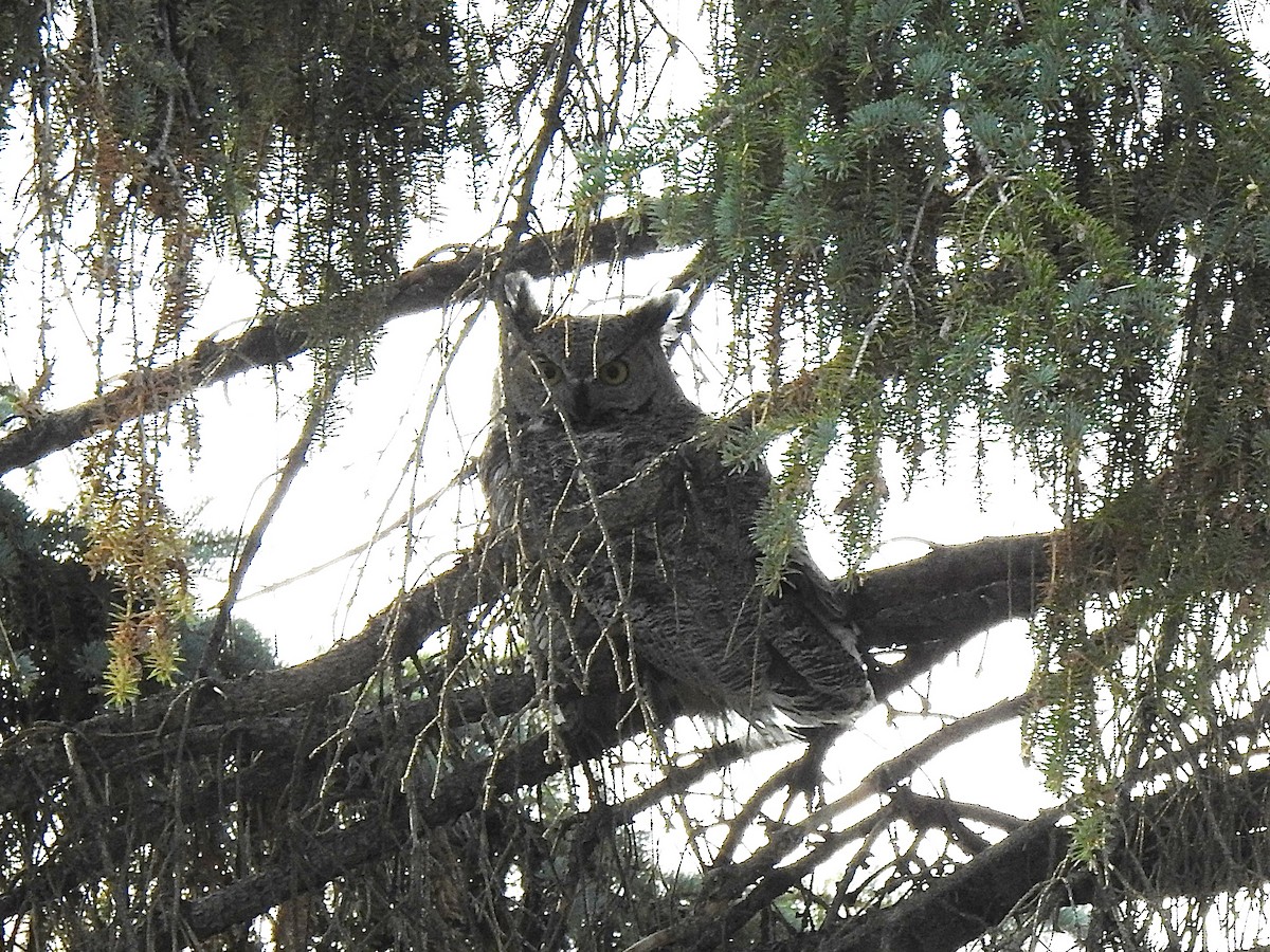 Búho Americano - ML644575899