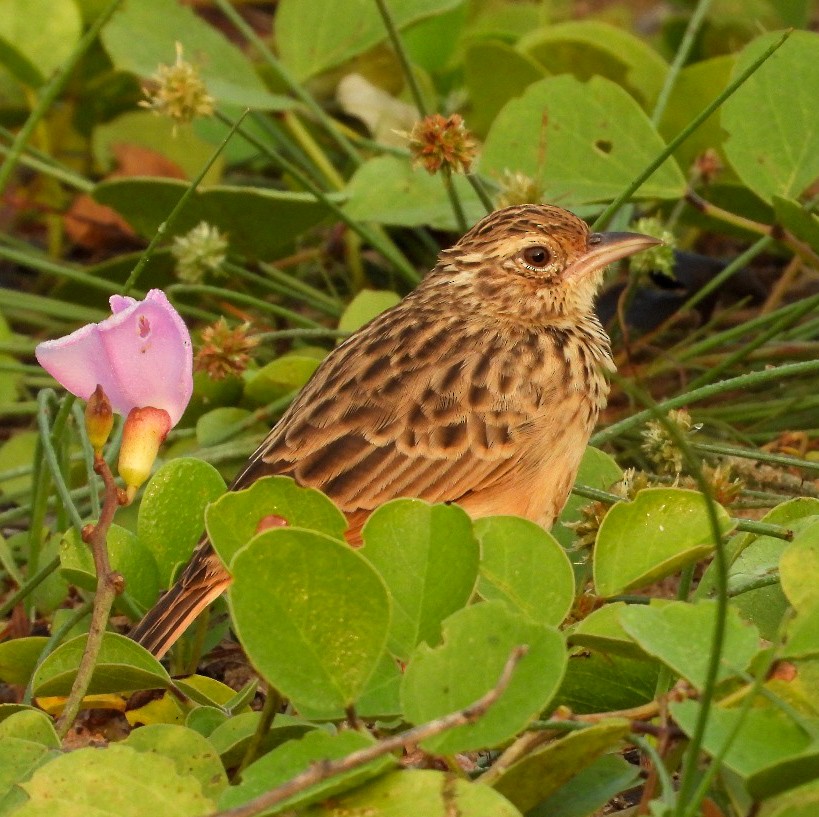 ghatslerke - ML644575900