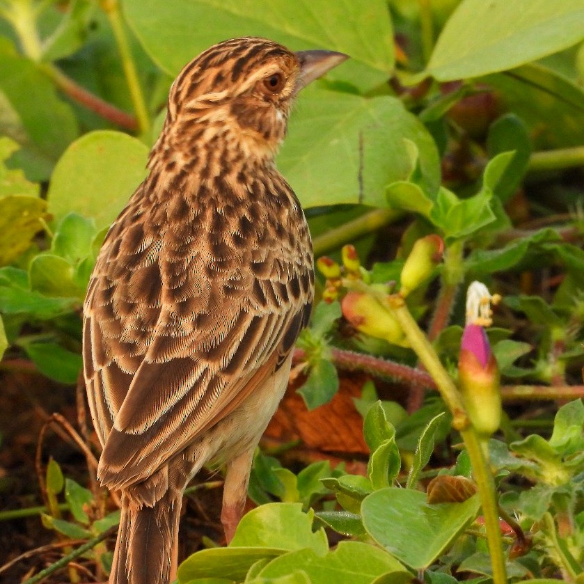 ghatslerke - ML644575901