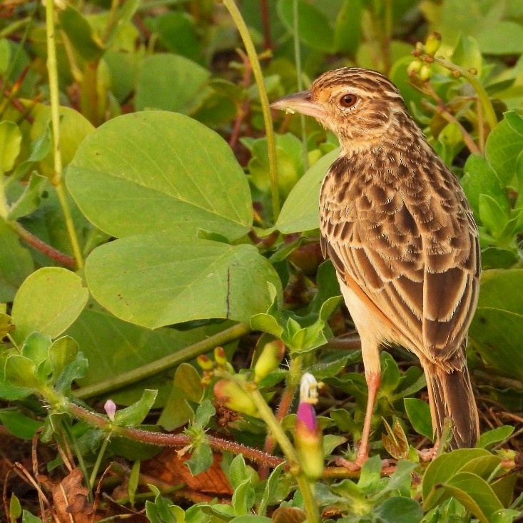 ghatslerke - ML644575902