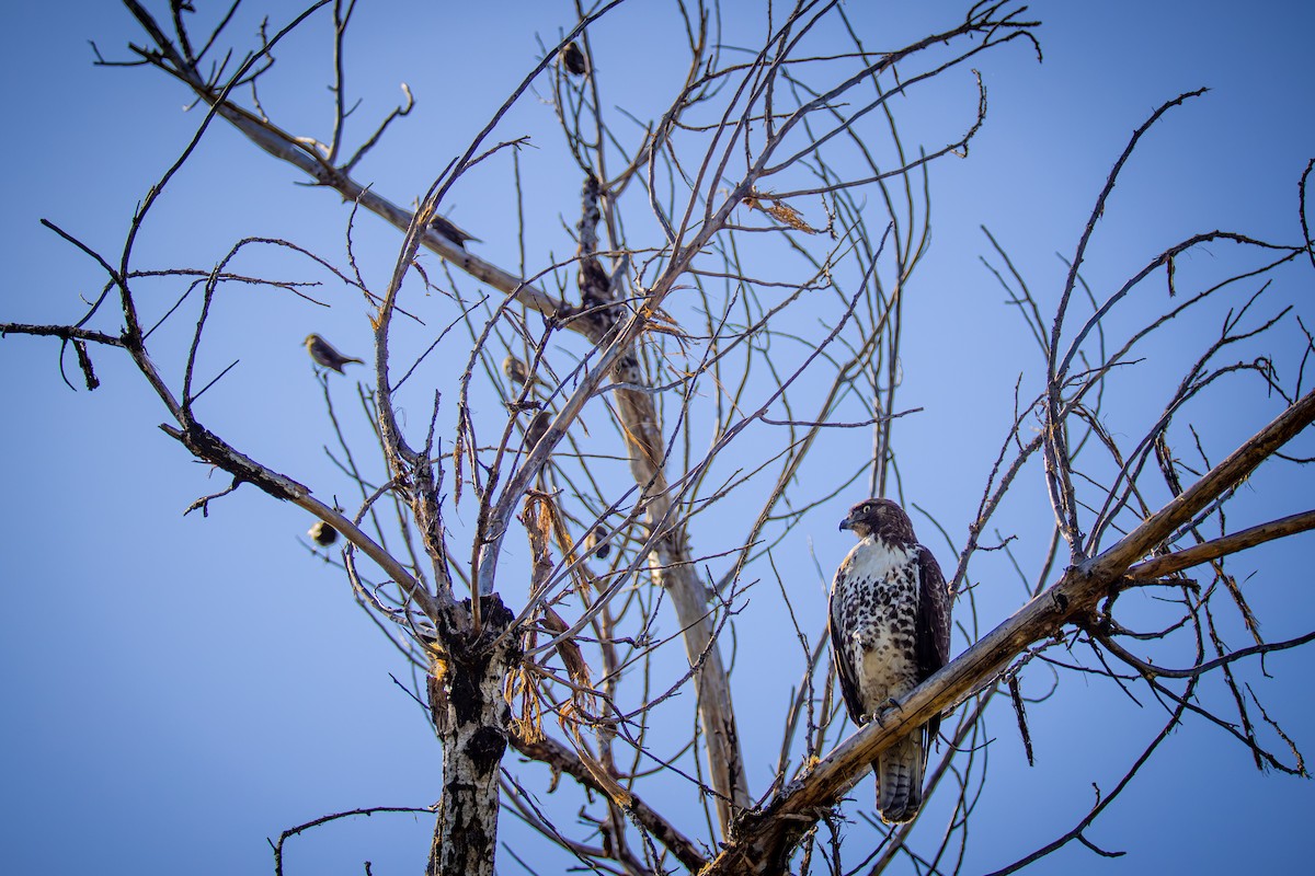 Канюк неоарктичний - ML644575903