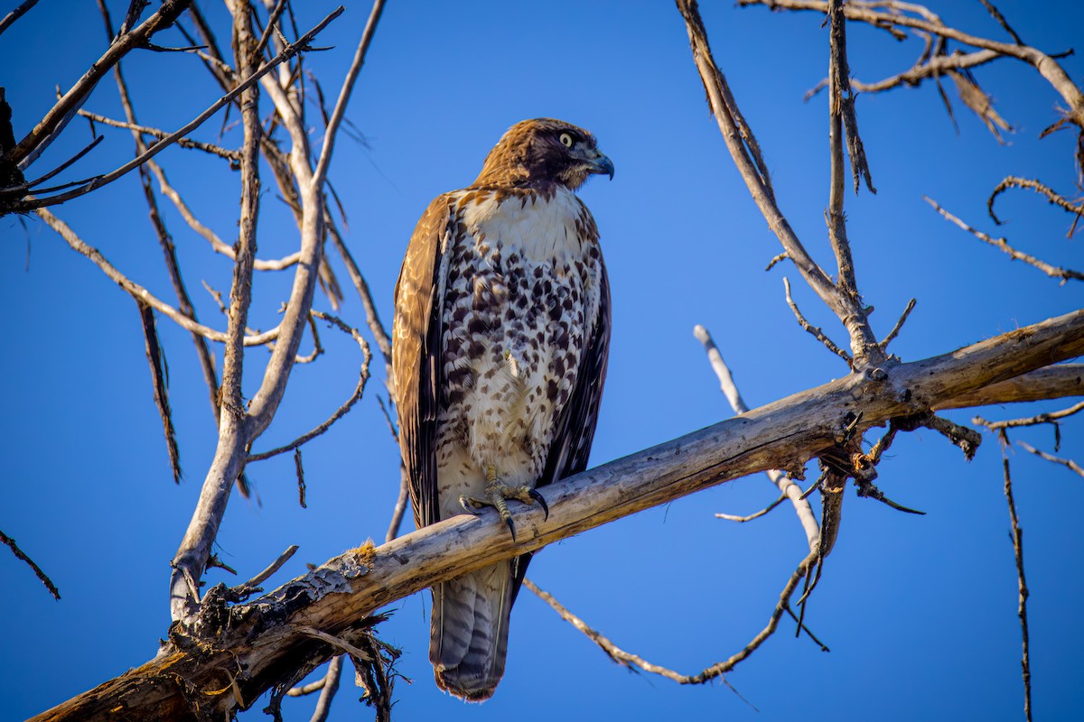 Канюк неоарктичний - ML644575904