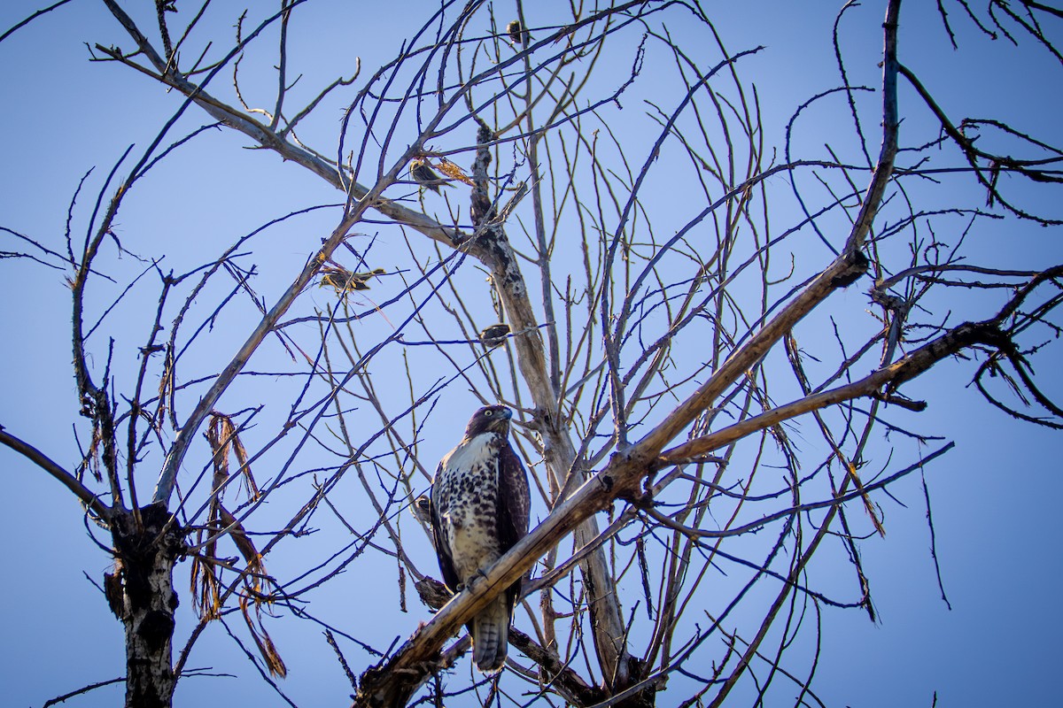 Канюк неоарктичний - ML644575905