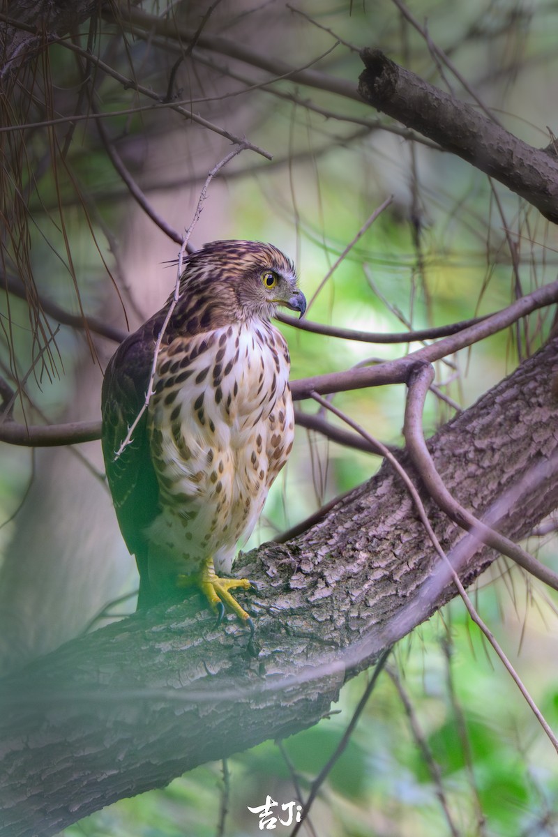 カンムリオオタカ - ML644575907