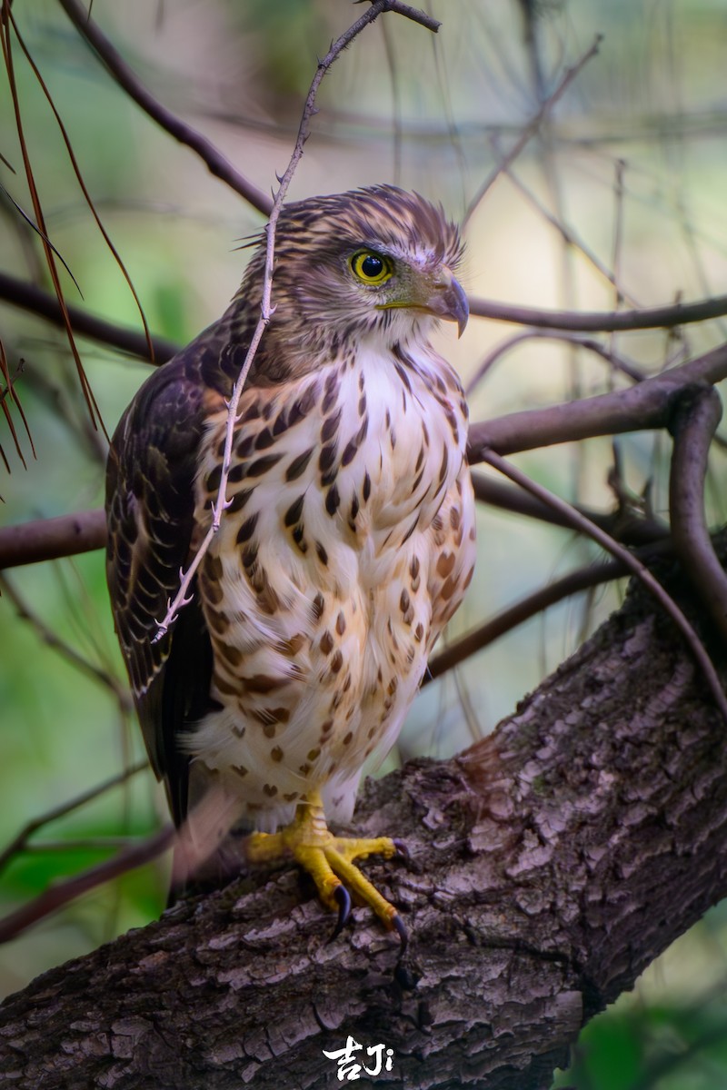 Autour huppé - ML644575912