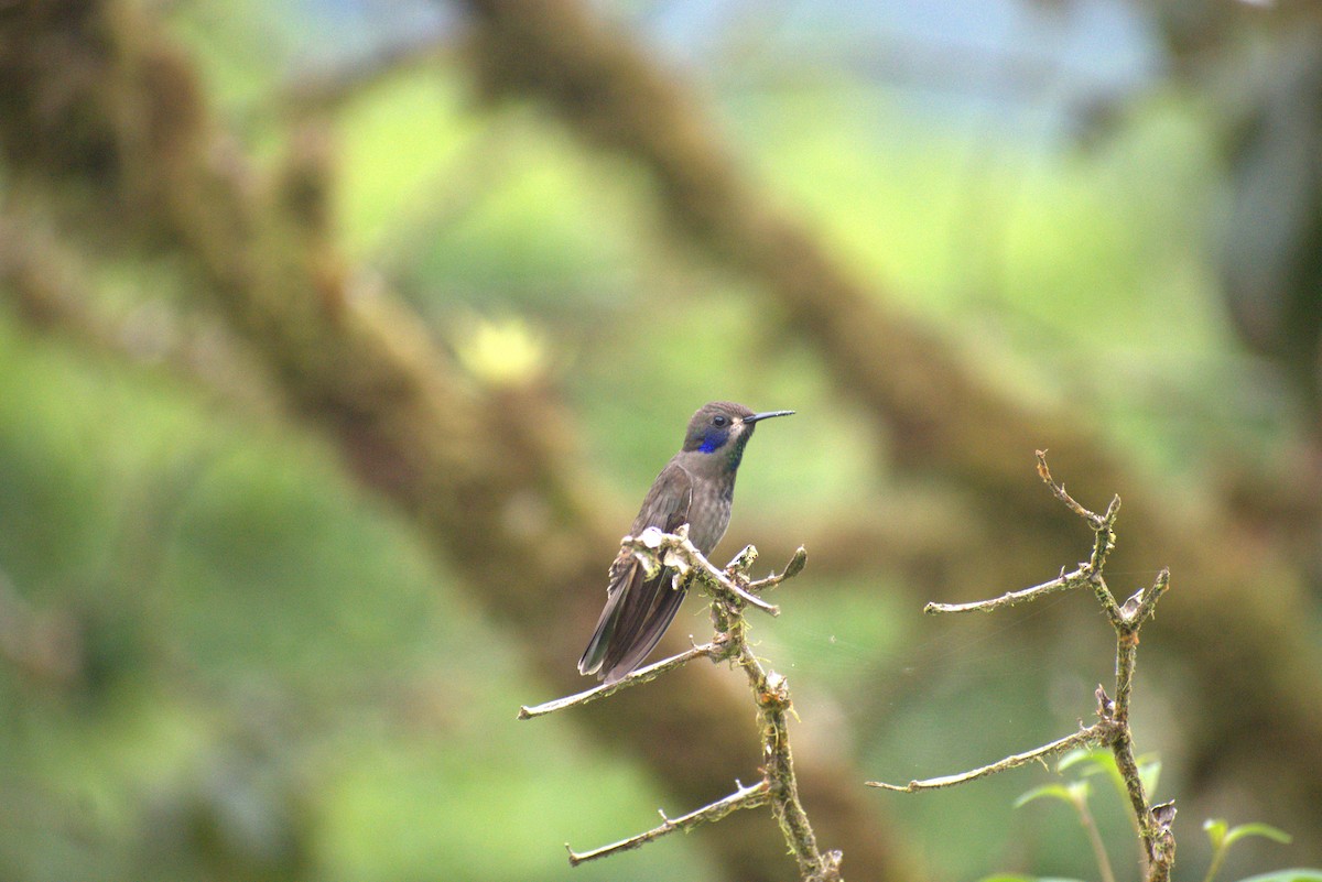 Brown Violetear - ML644575913