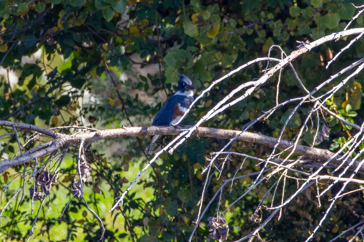 Martin-pêcheur d'Amérique - ML644575915