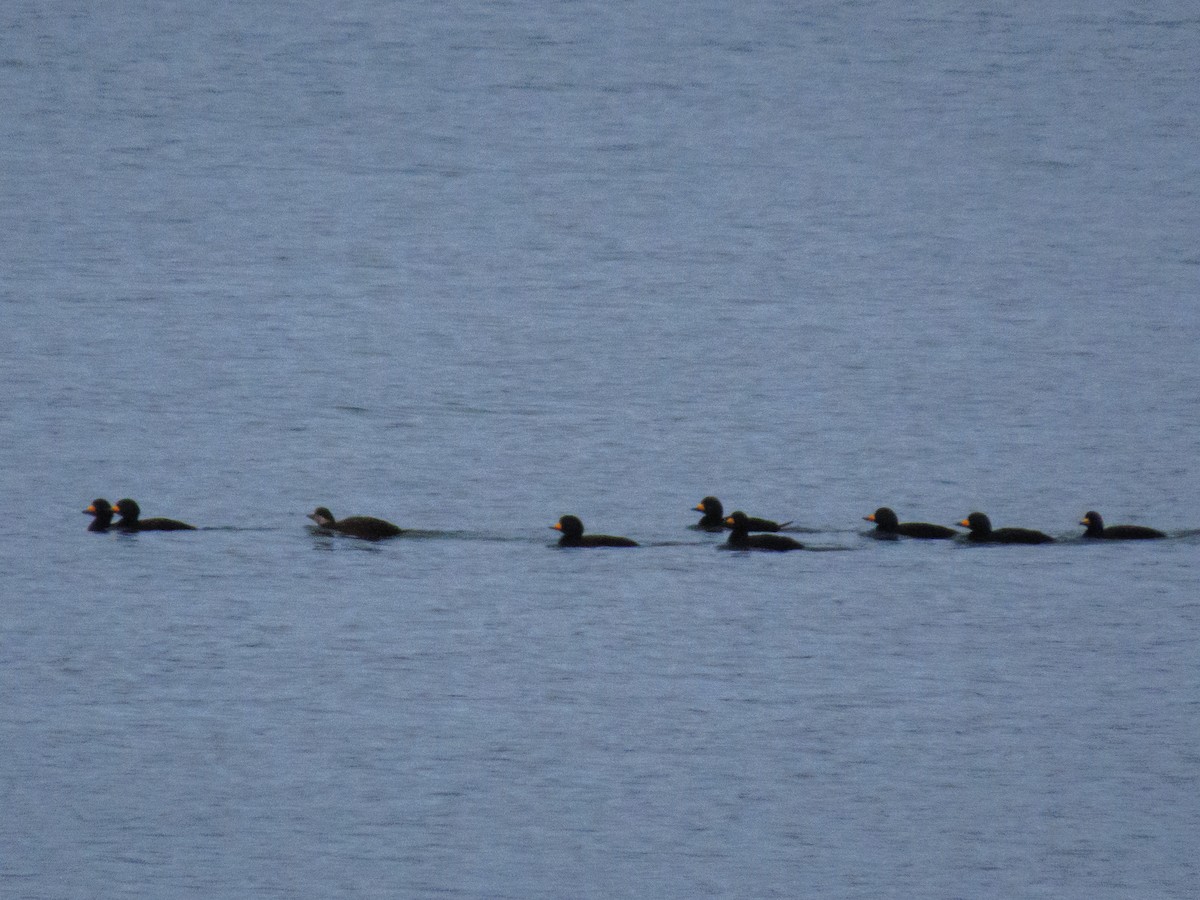 Macreuse à bec jaune - ML644575916