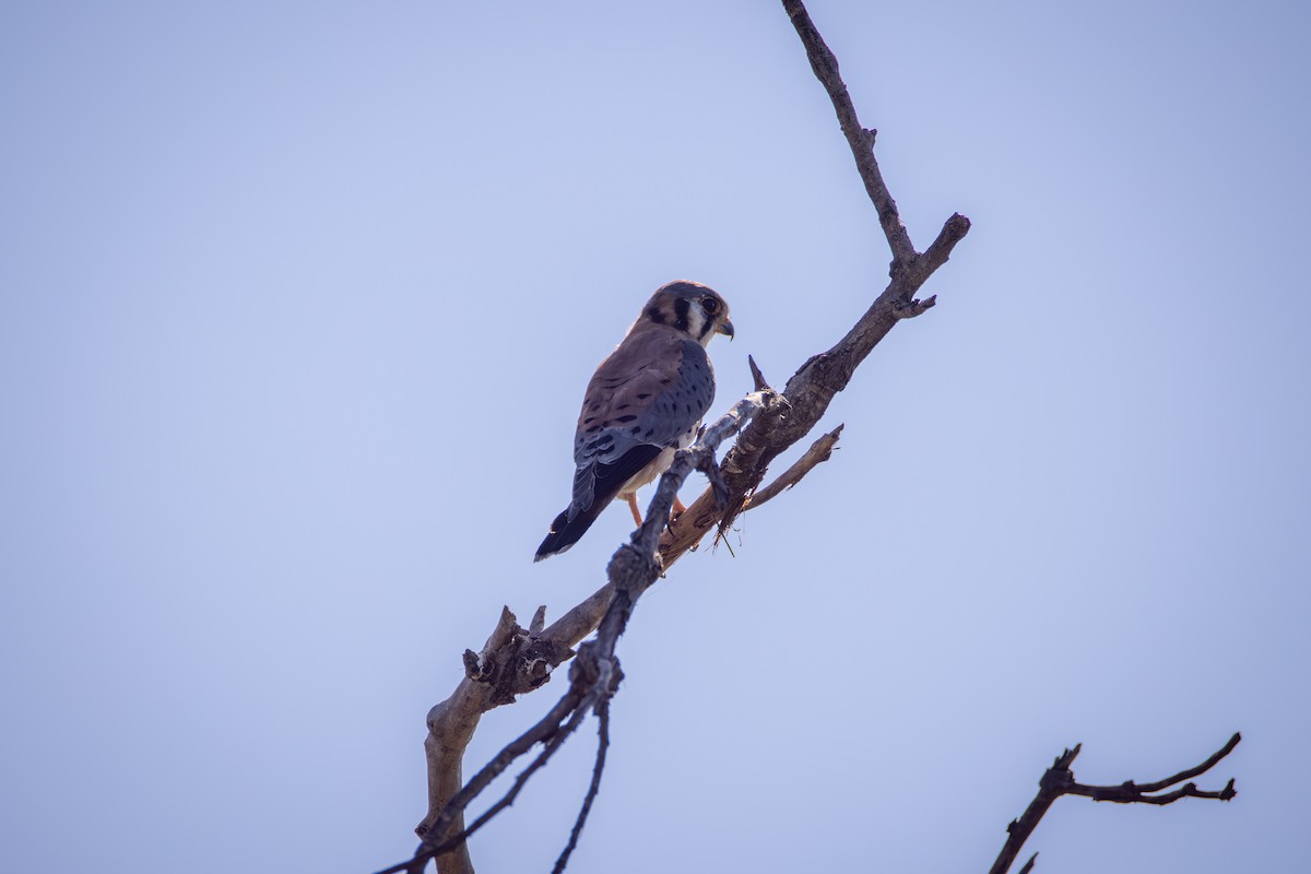 Crécerelle d'Amérique - ML644575918
