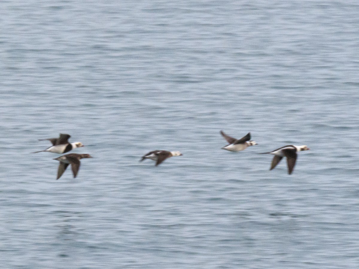 Harelde kakawi - ML644575919