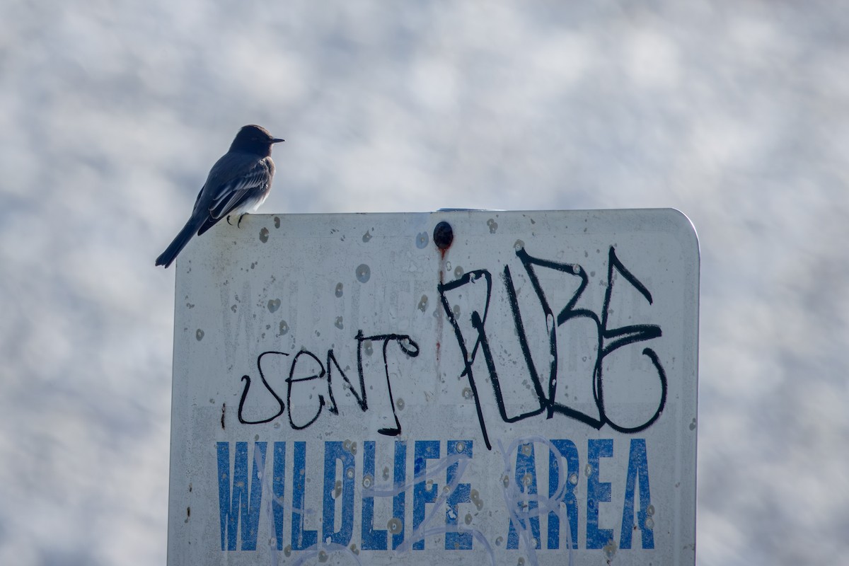 Moucherolle noir - ML644575920