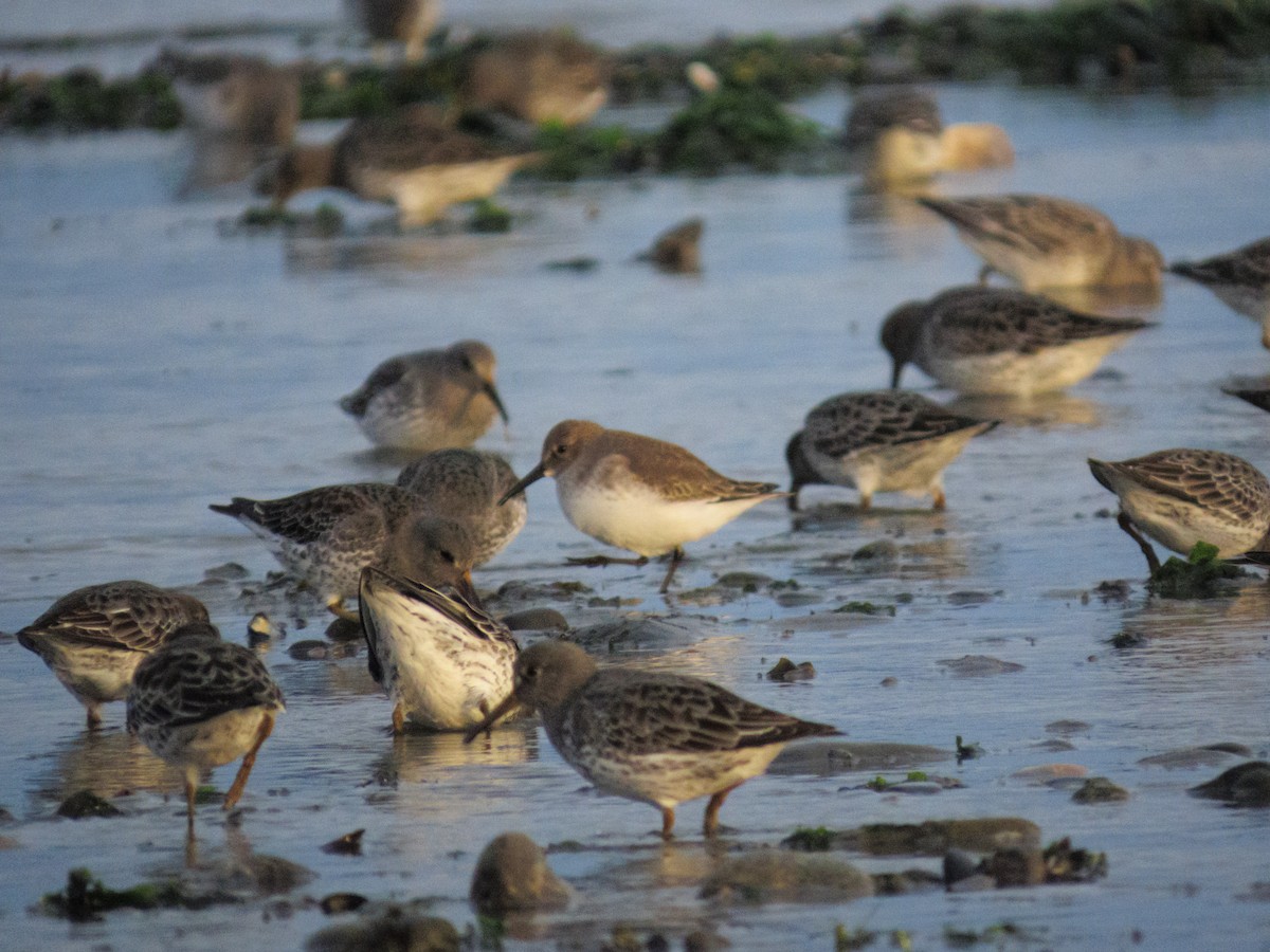 Bécasseau variable - ML644575924