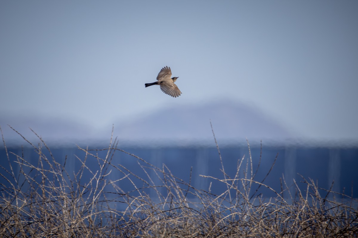 Moucherolle à ventre roux - ML644575925