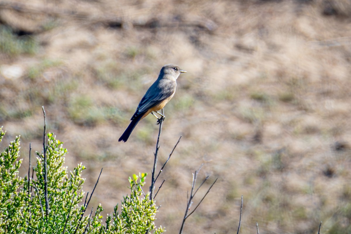 Moucherolle à ventre roux - ML644575926