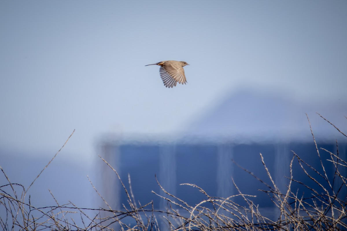 Moucherolle à ventre roux - ML644575927