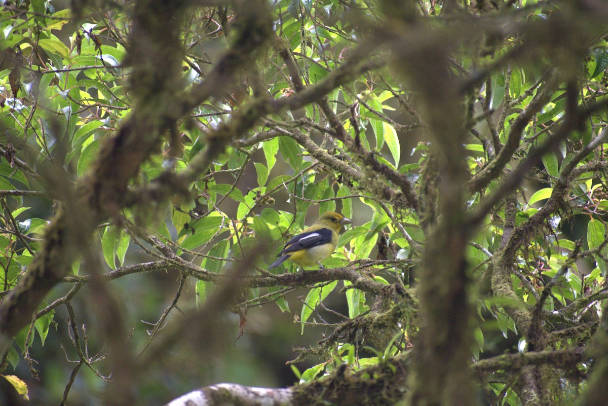 Piranga écarlate - ML644575928