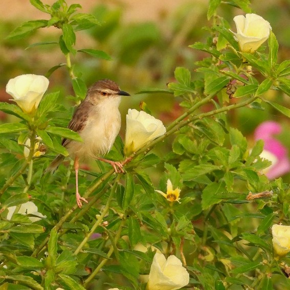 Prinia simple - ML644575929
