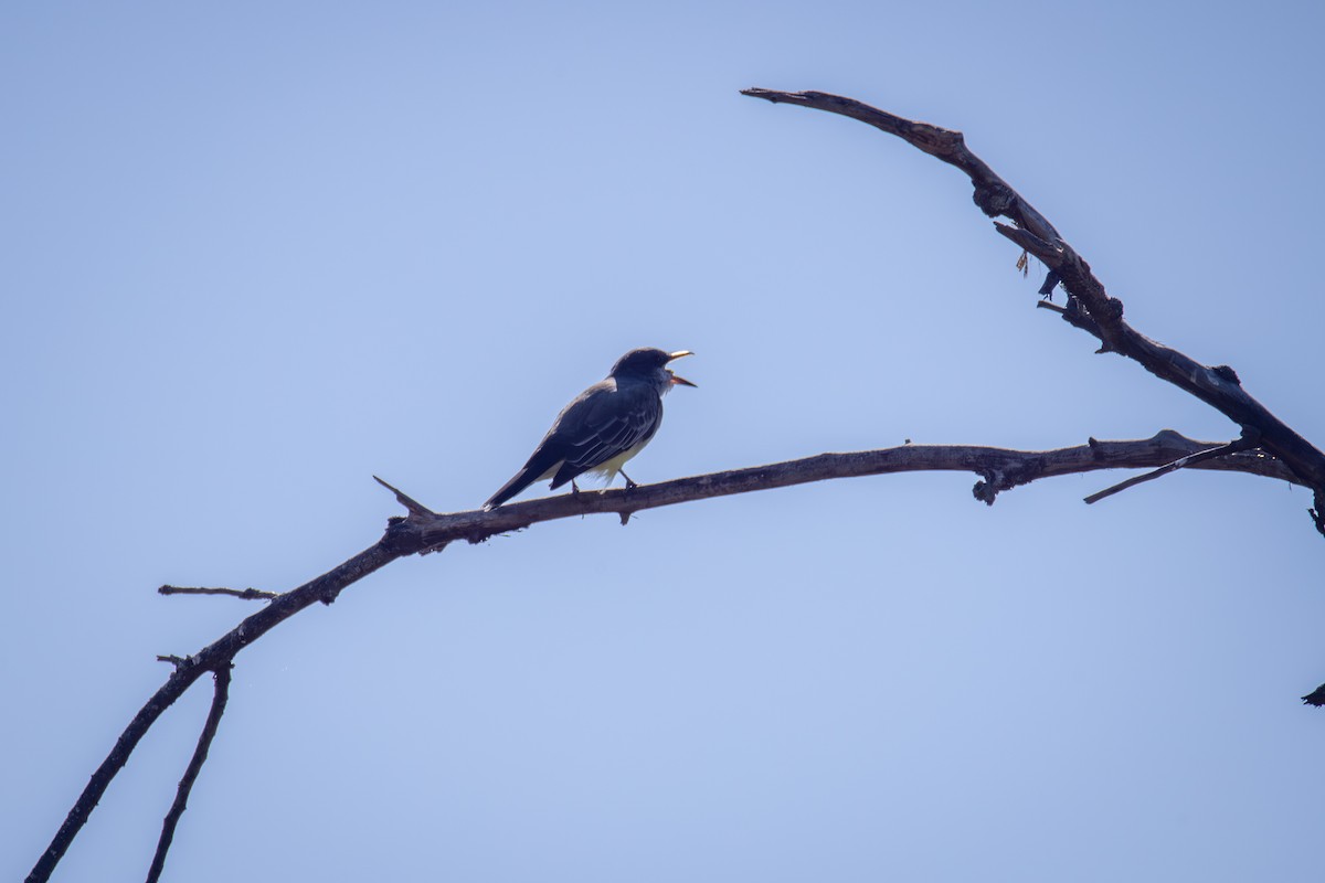 Tyran de Cassin - ML644575932