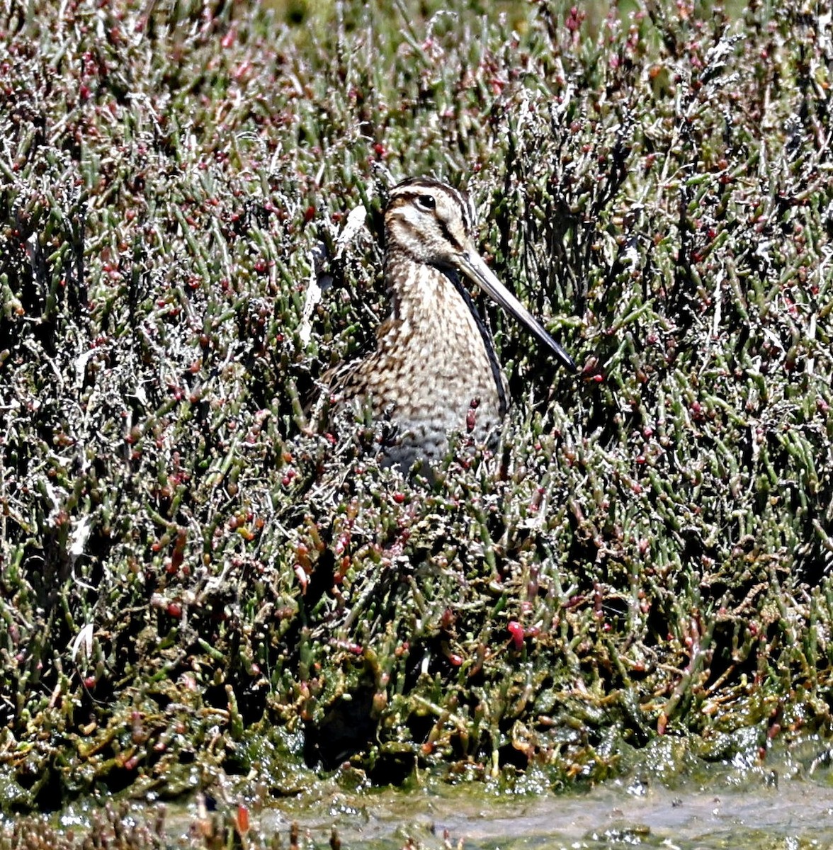 Bécassine du Japon - ML644575933