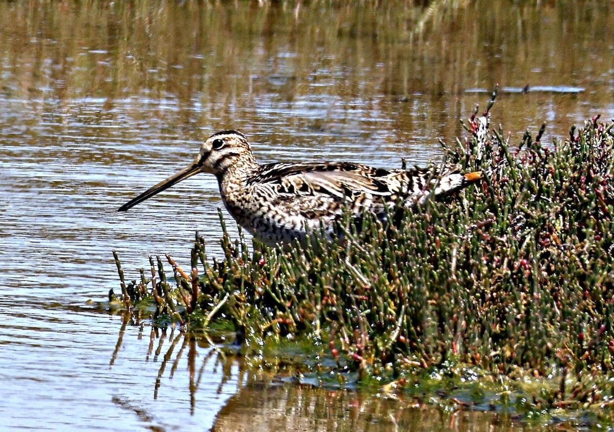 Bécassine du Japon - ML644575934