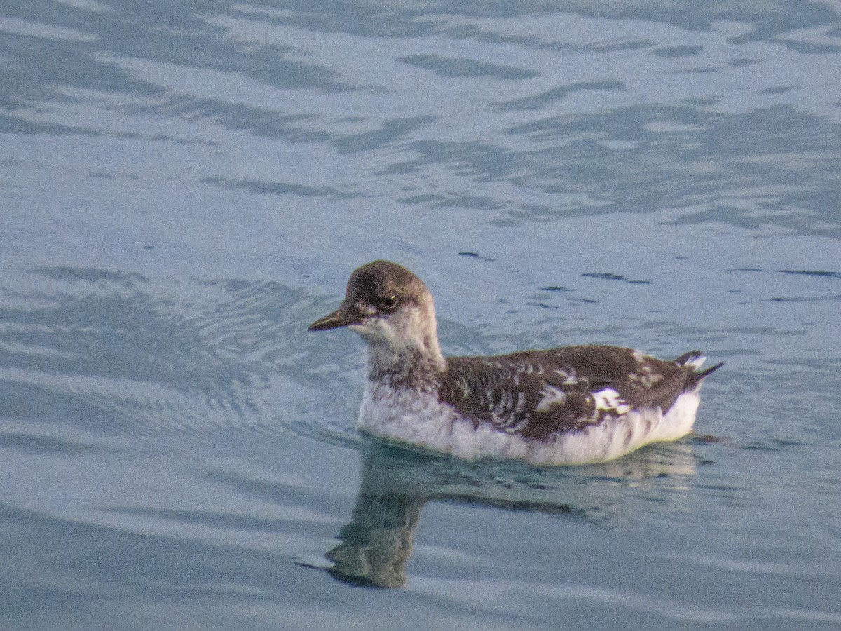 Guillemot colombin - ML644575935