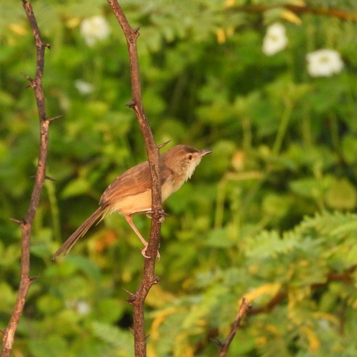 Prinia forestière - ML644575938