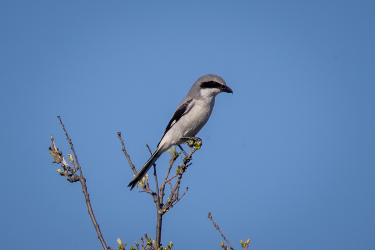 Pie-grièche migratrice - ML644575939