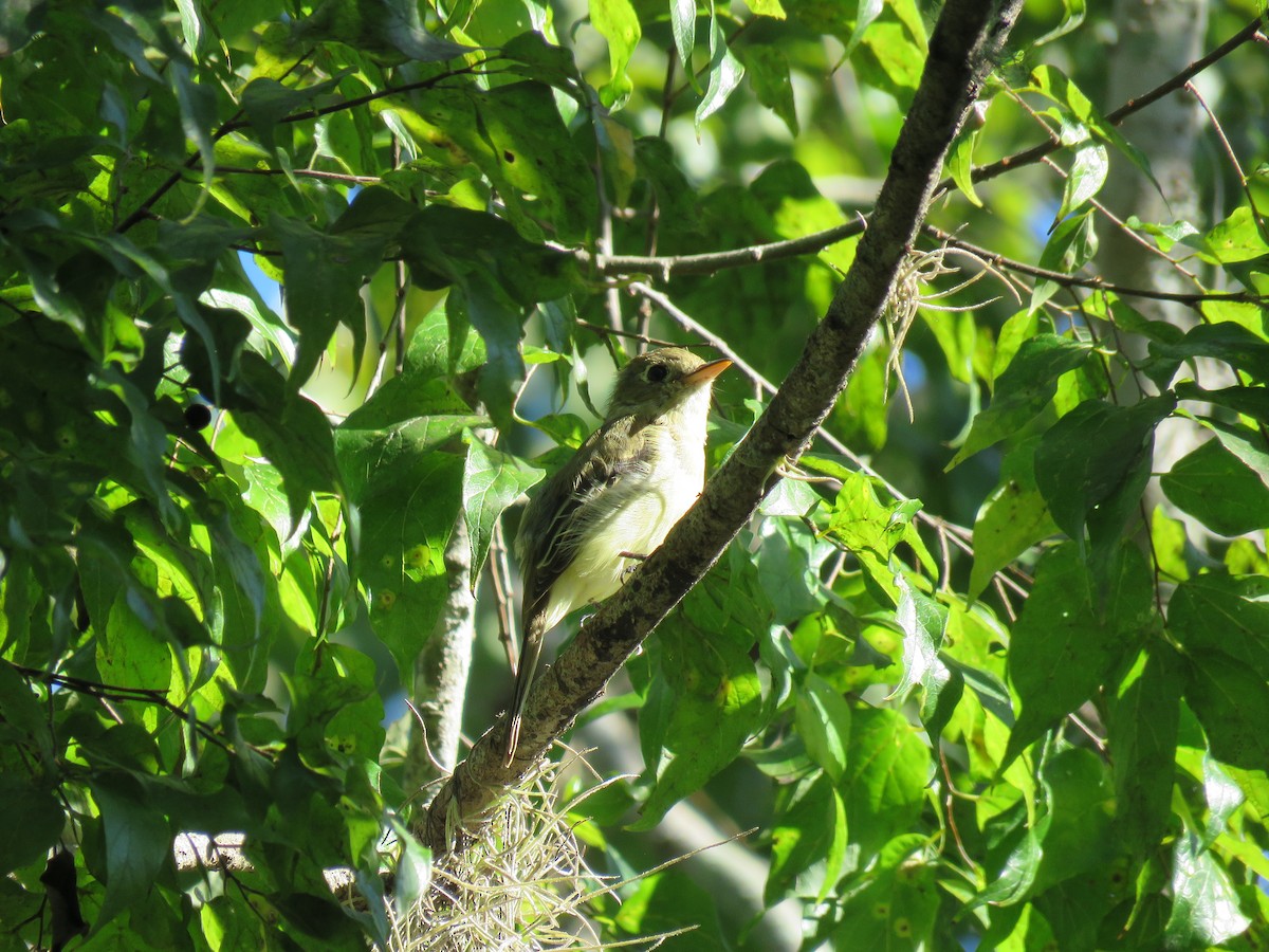 Moucherolle obscur - ML644575940