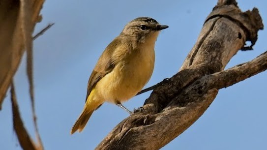 Acanthize à croupion jaune - ML644575941
