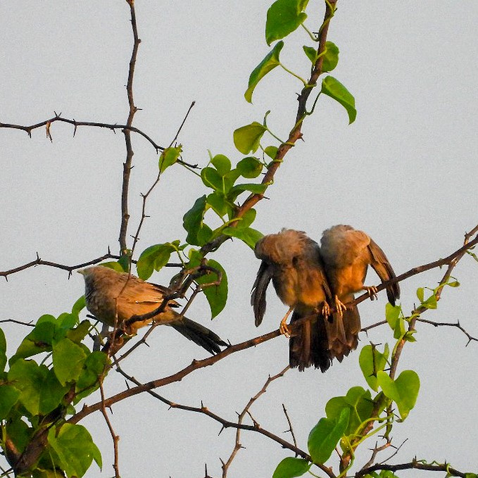 Cratérope affin - ML644575942