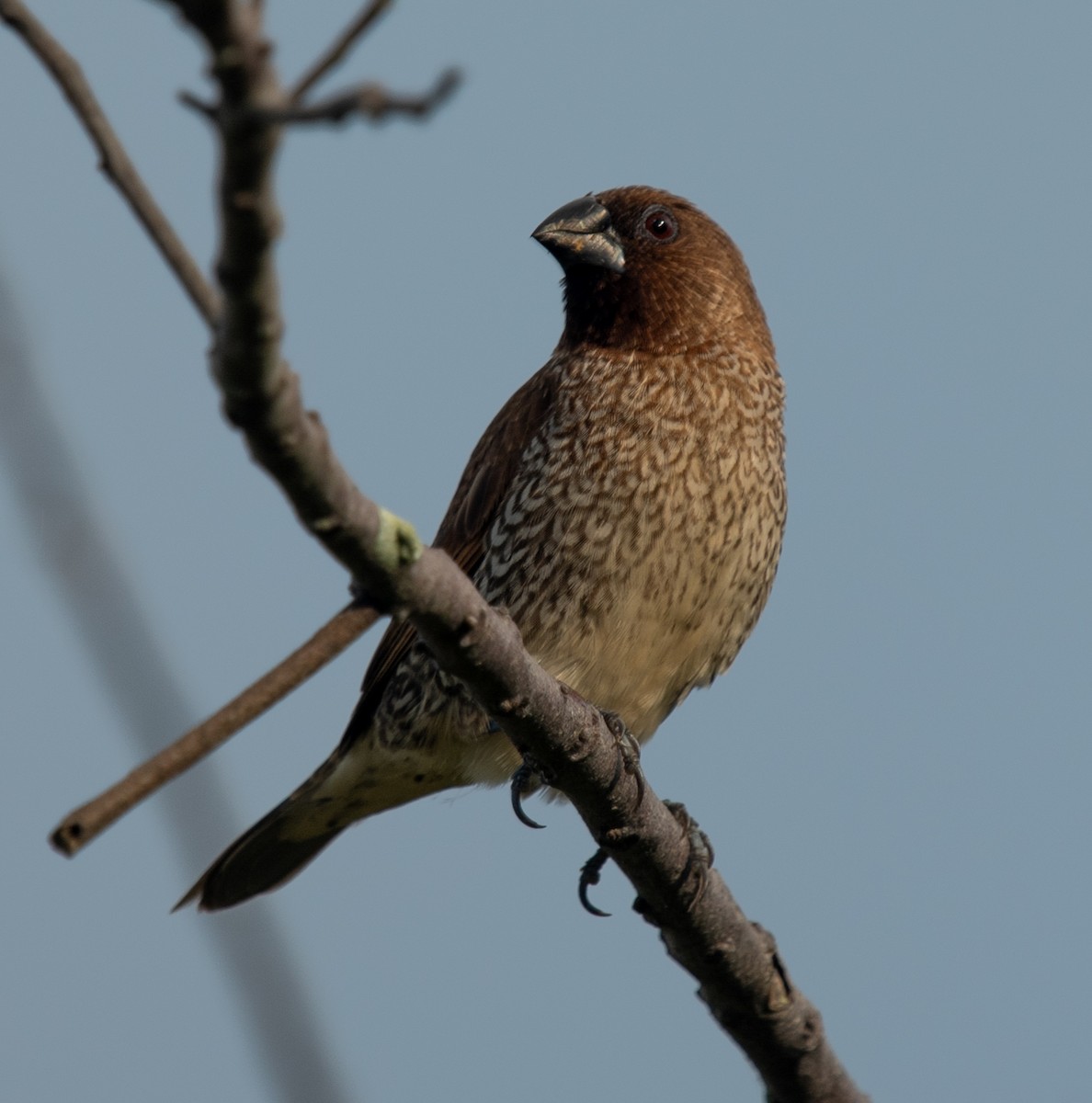 Scaly-breasted Munia - ML644575944