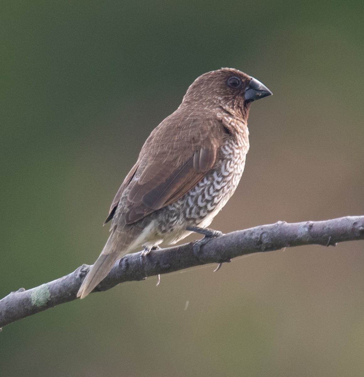 Capucin damier - ML644575945