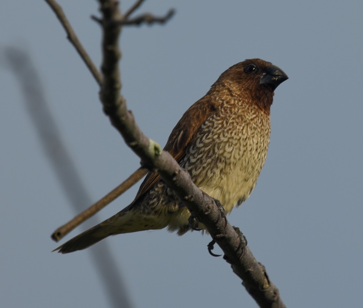 Scaly-breasted Munia - ML644575946
