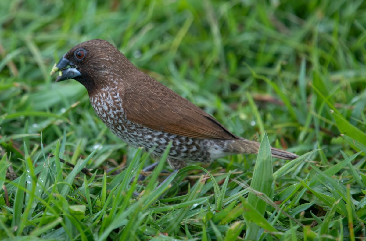 Scaly-breasted Munia - ML644575947