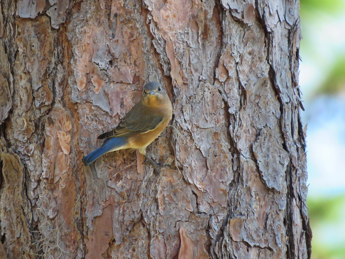 Eastern Bluebird - ML644575948