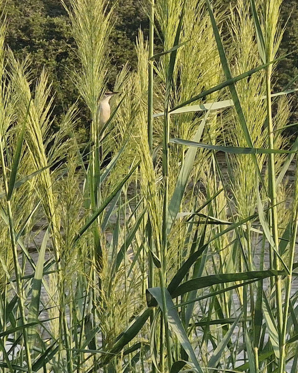 Clamorous Reed Warbler - ML644575953