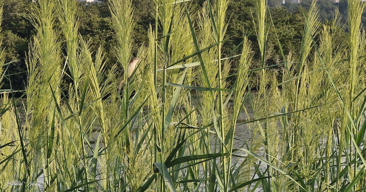 Clamorous Reed Warbler - ML644575954