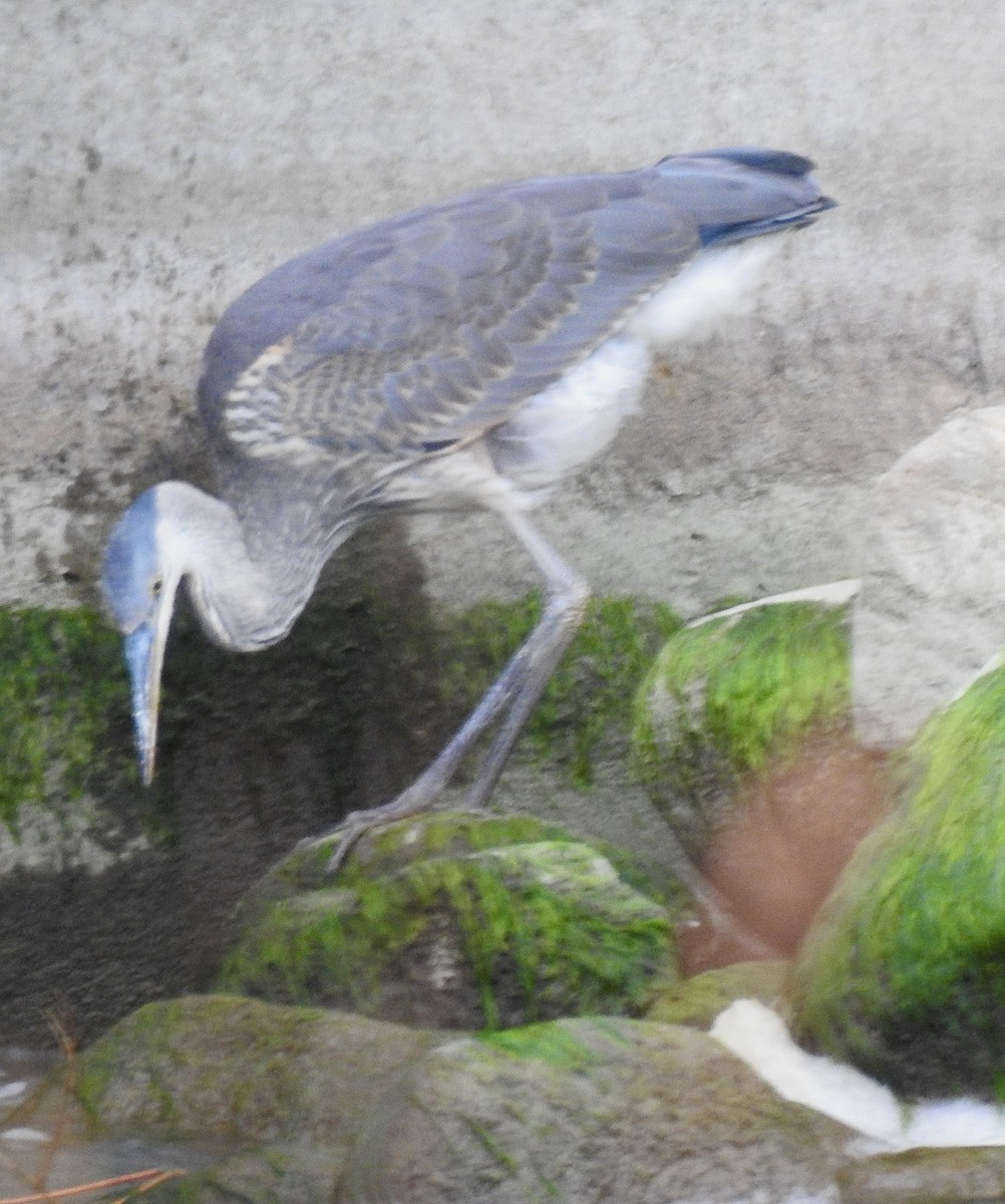 Great Blue Heron - ML644575955