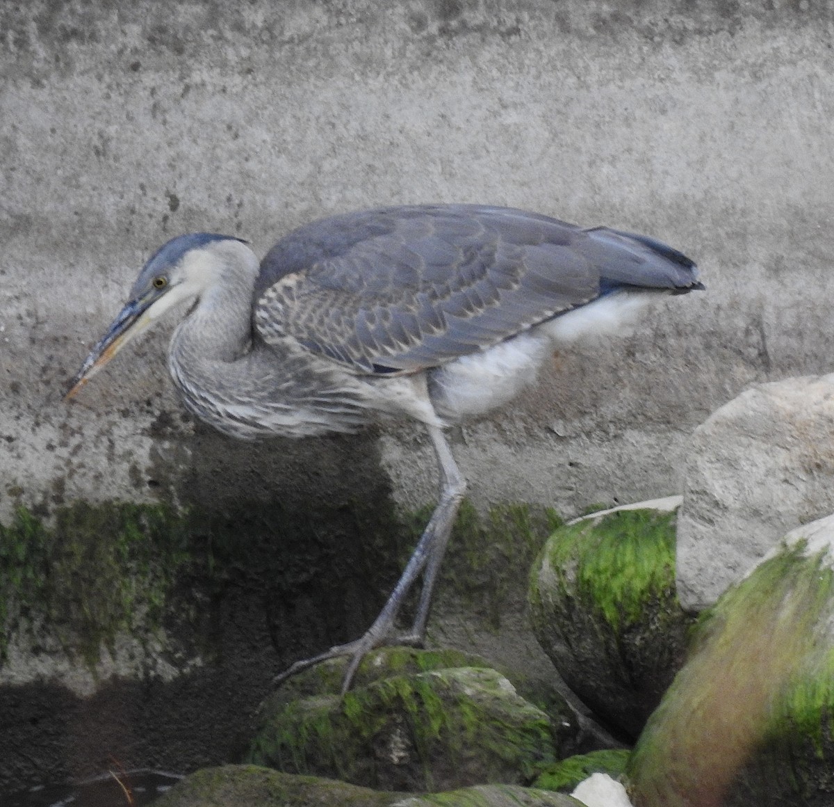 Great Blue Heron - ML644575956