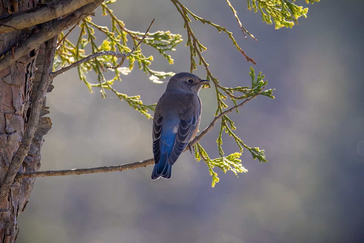 Western Bluebird - ML644575957