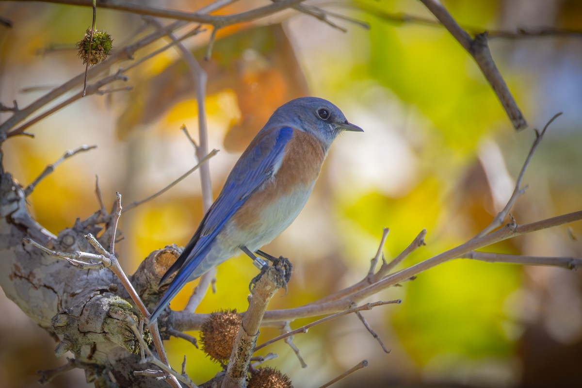 Western Bluebird - ML644575958