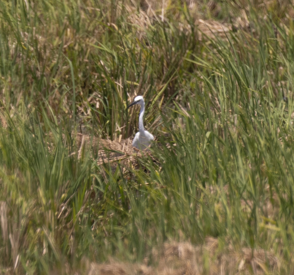 Little Egret - ML644575960