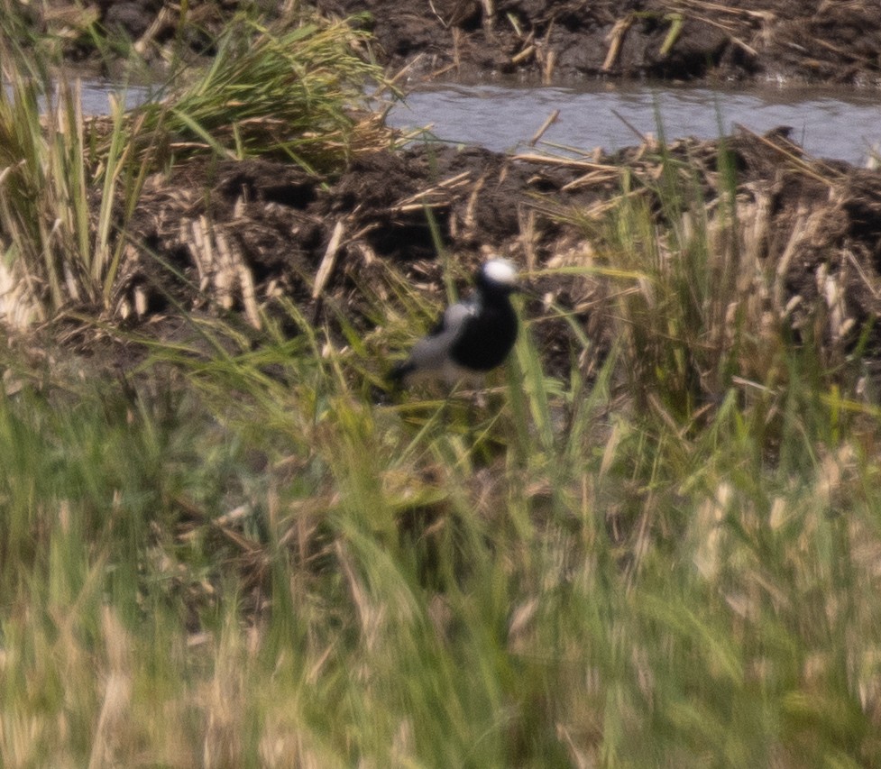 Blacksmith Lapwing - ML644575965