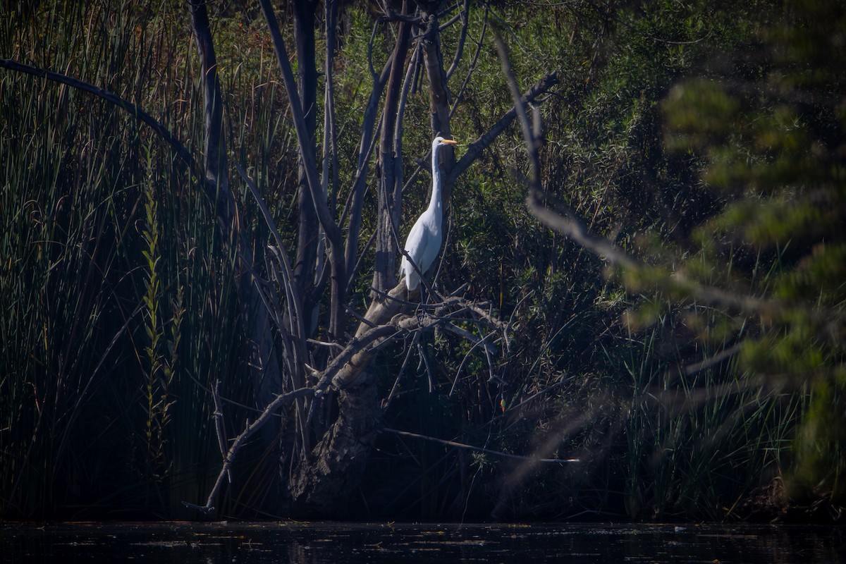 Great Egret - ML644575966