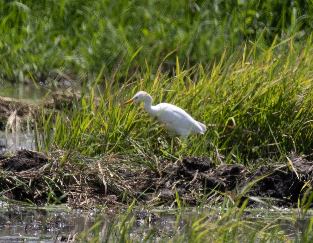 Western Cattle-Egret - ML644575967