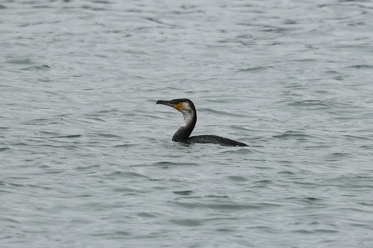 Japanese Cormorant - ML644575968