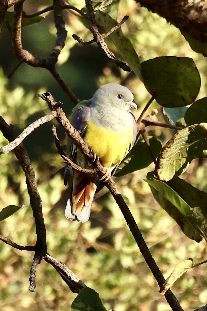 Bruce's Green-Pigeon - ML644575969